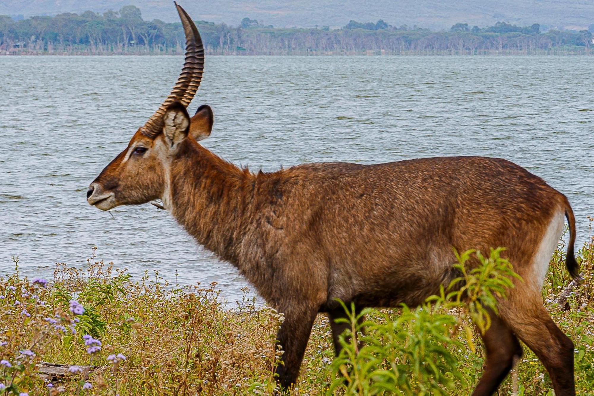 Muthu Lake Naivasha Country Club, Naivasha Karagite Εξωτερικό φωτογραφία